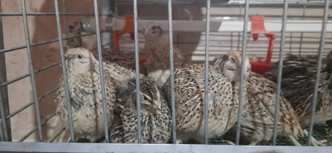 تخم بلدرچین خونگی خوراکی و نطفه دار|حیوانات مزرعه|نجف‌آباد, شهدای غربی|دیوار