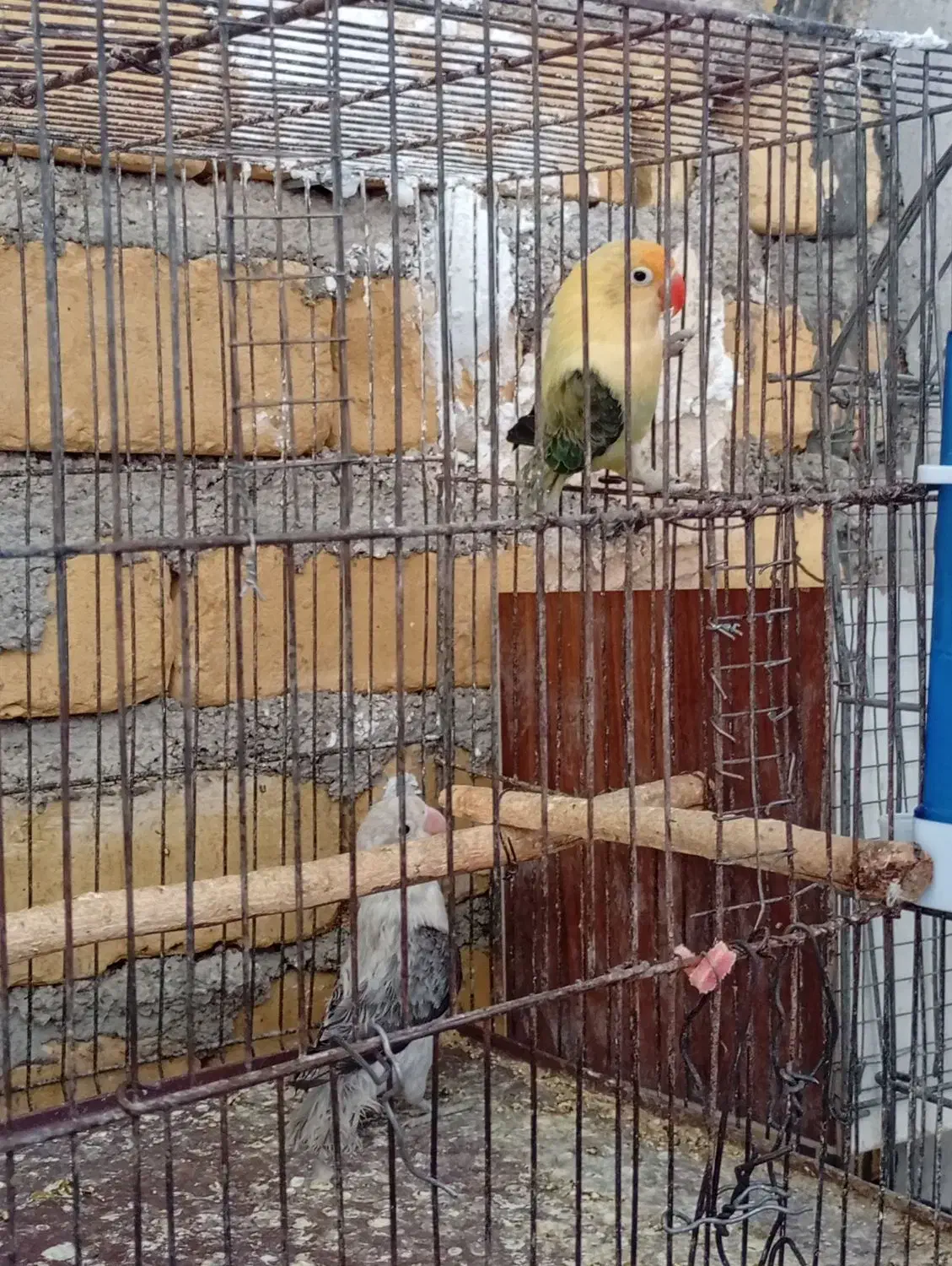 فروش کوتوله|پرنده|زرین دشت (فارس), |دیوار