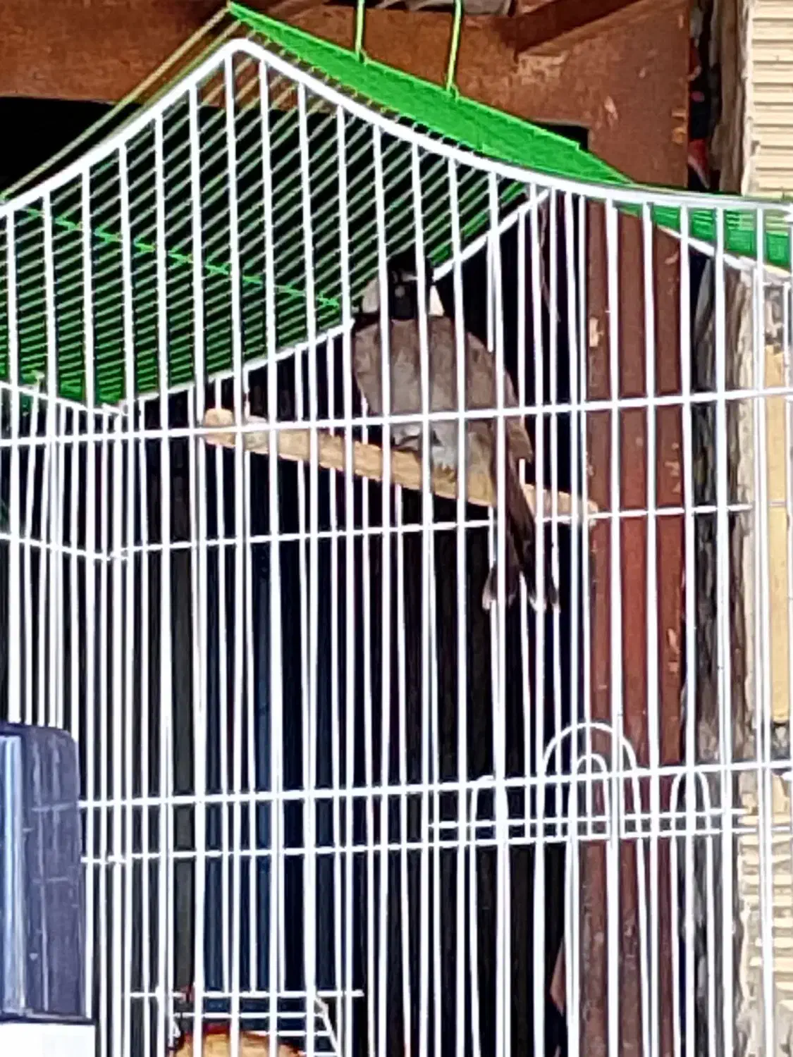 مرغ عشق|پرنده|خرمشهر, |دیوار