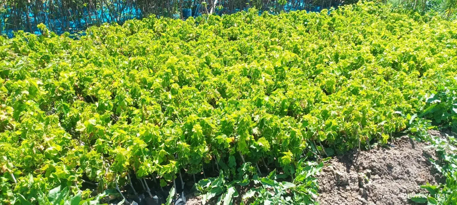 نهال انگور موندراپ|خدمات باغبانی و درختکاری|مریوان, |دیوار