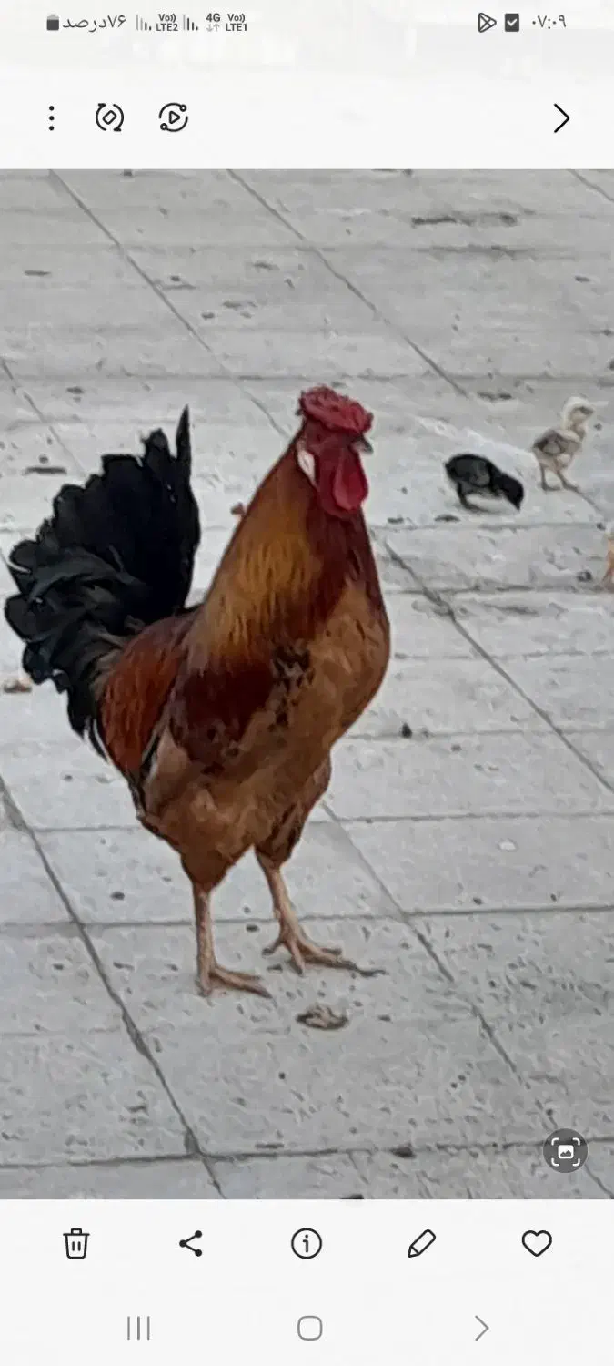 خروس|حیوانات مزرعه|اهواز, حصیرآباد|دیوار