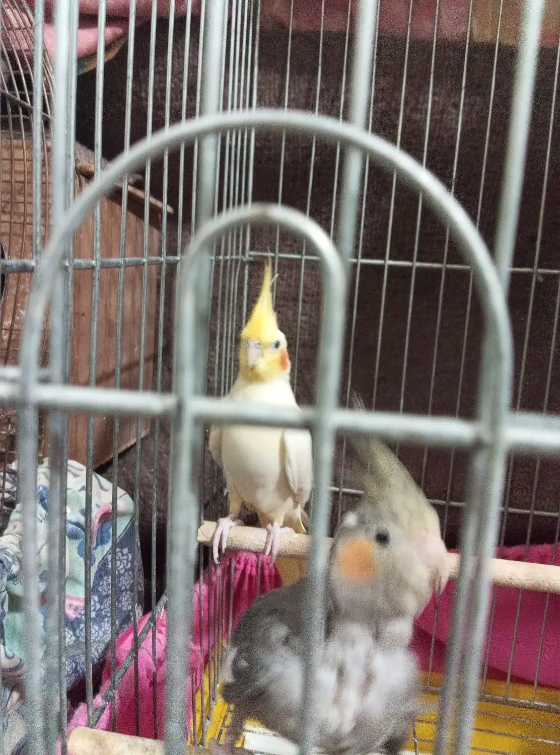 عروس هلندی|پرنده|صومعهسرا, |دیوار