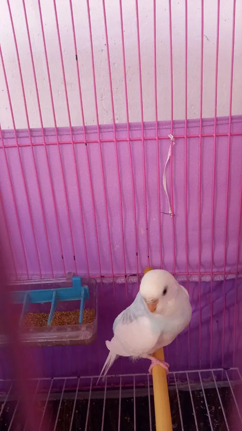 مرغ عشق زیبا|پرنده|رشت, نیروی دریایی|دیوار