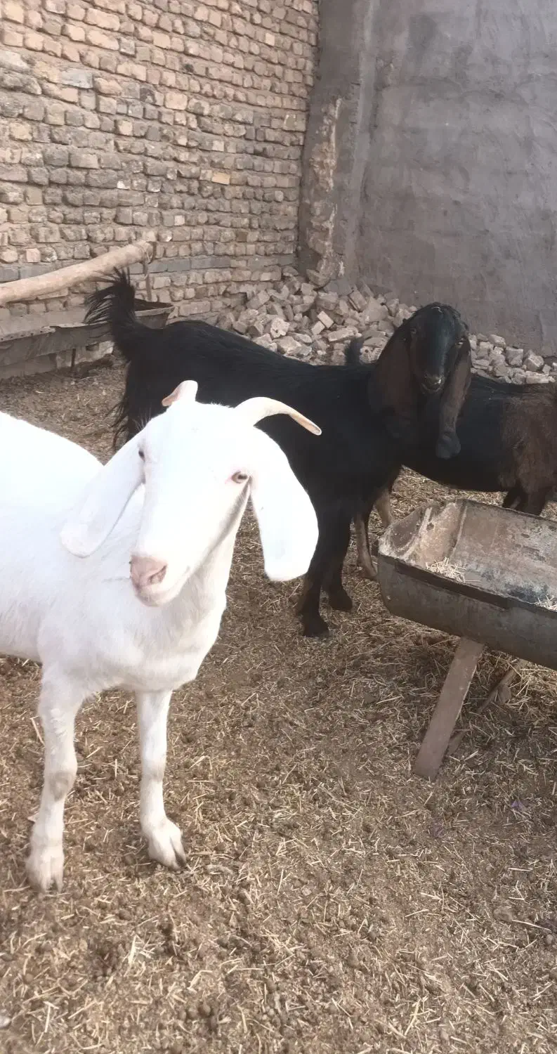 ۲ عدد یک ساله آبستن مایه دار دانه ۱۲تومن|حیوانات مزرعه|تربت جام, کاریز نو سفلی|دیوار