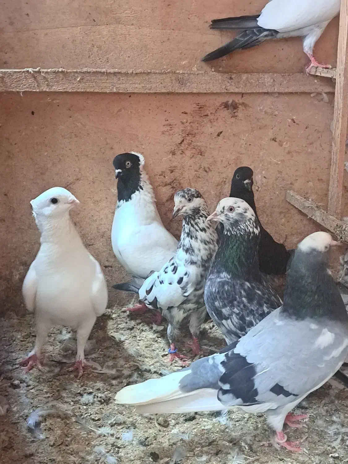 فروش یا معاوضه پرنده زیر قیمت و با اصالت|پرنده|بابل, |دیوار