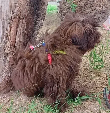 واگذاری سگ شیتزو|سگ|خرمشهر, |دیوار