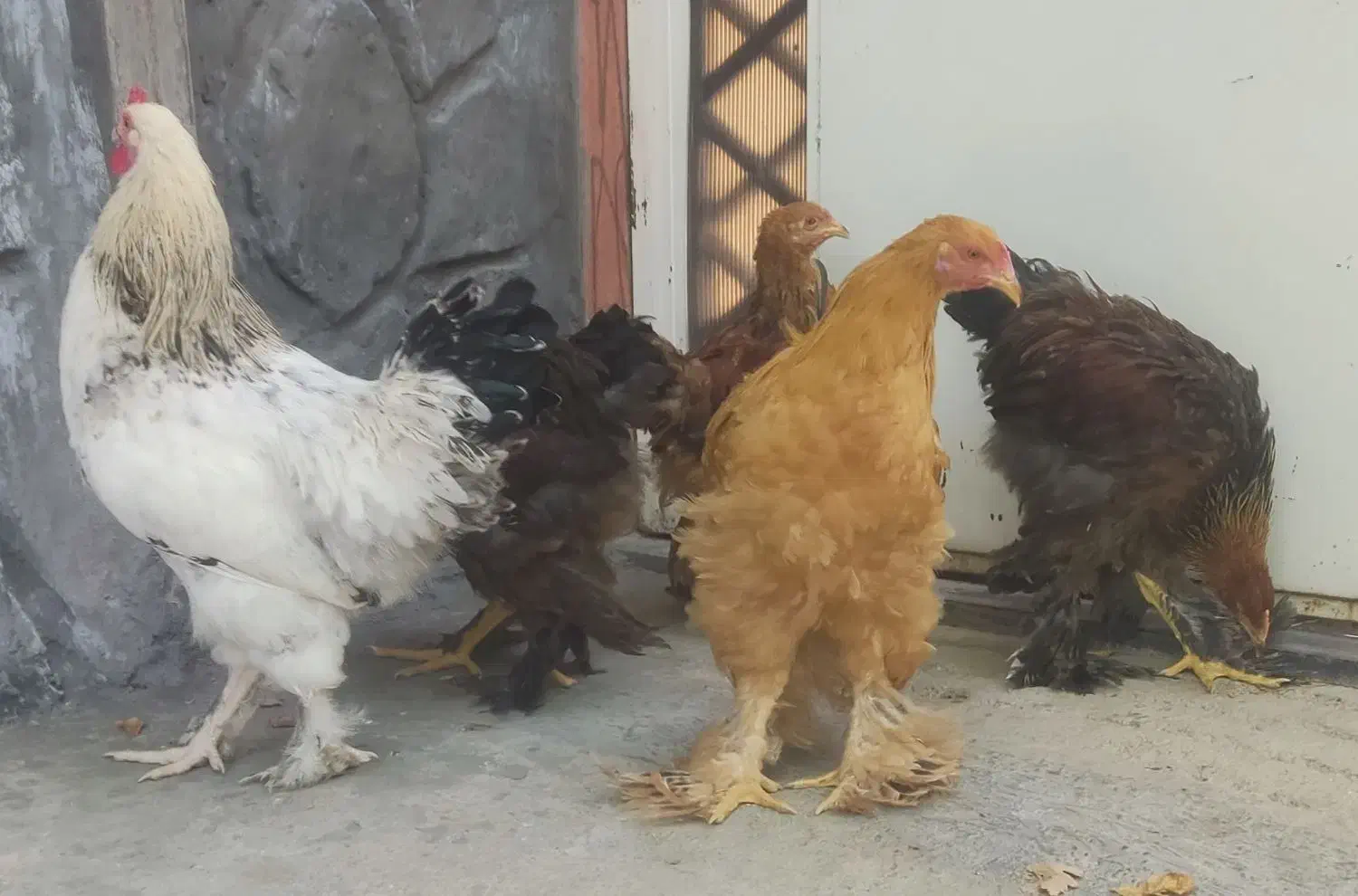 طلابخر|جواهرات|دورود, |دیوار