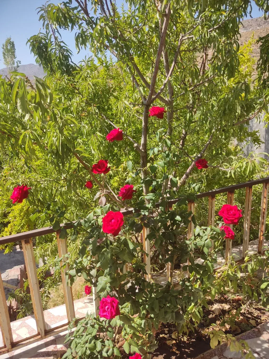 خانه دهبکری بام دهبکری|فروش زمین و ملک کلنگی|دهبکری, |دیوار