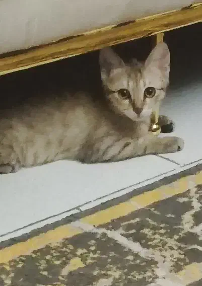 گربه ملوس|گربه|تهران, قنات‌کوثر|دیوار