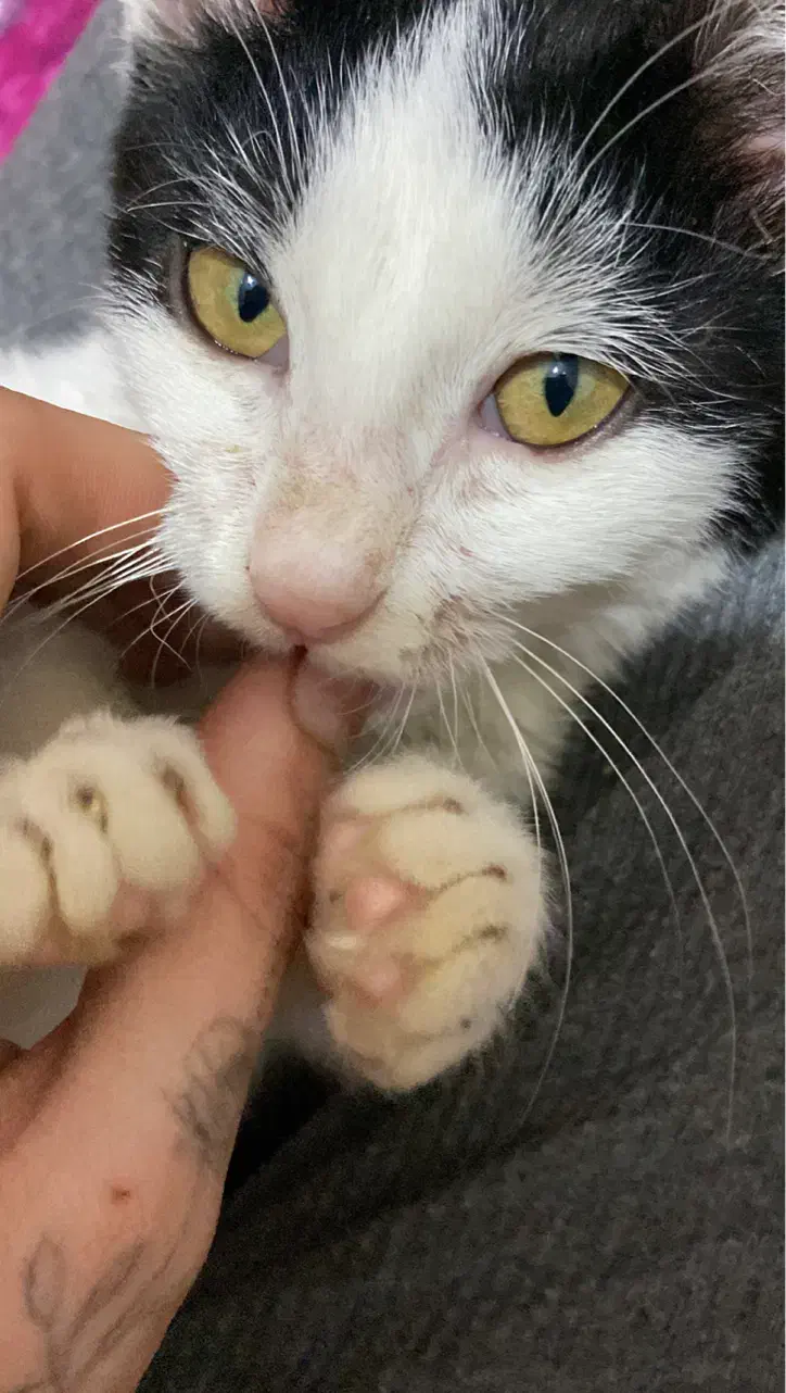 گربه|گربه|گرگان, |دیوار