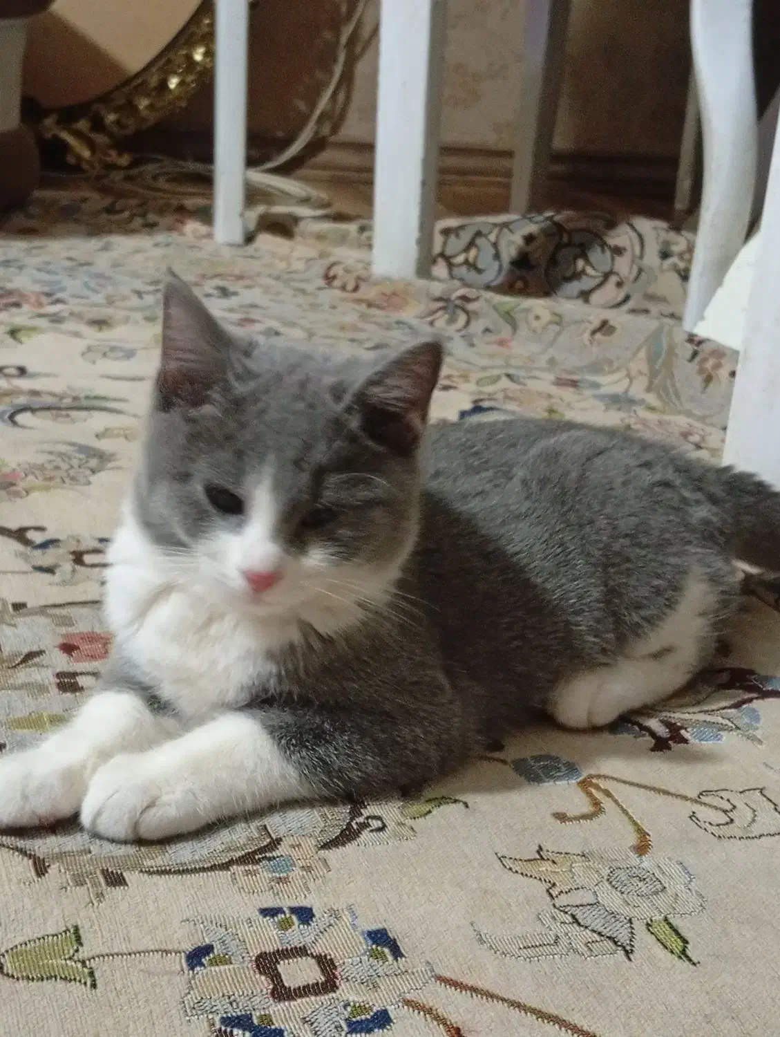 واگذاری بچه گربه|گربه|تبریز, |دیوار