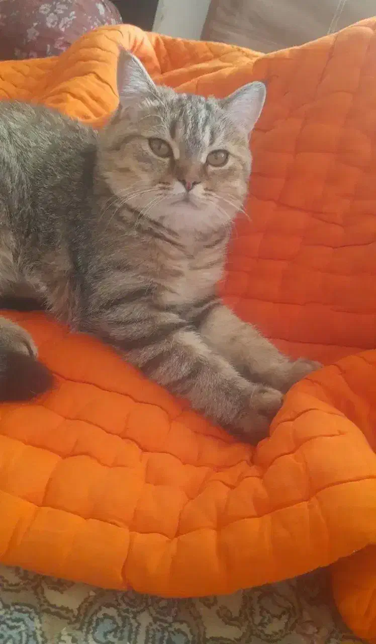 اسکاتیش بریتیش نر|گربه|اندیشه, اندیشه فاز ۱|دیوار