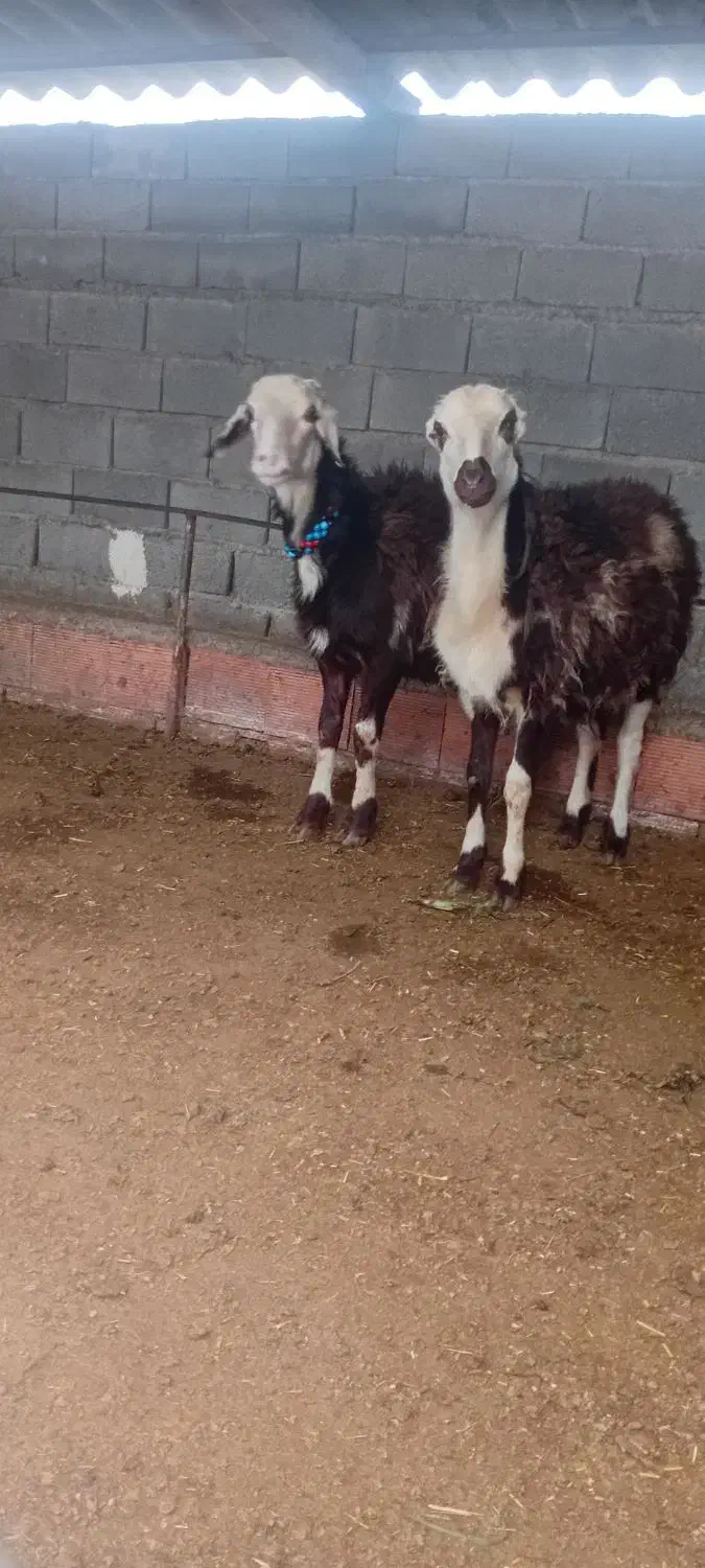 دو عدد بره قوچ پلنگی بروجردی اصل|حیوانات مزرعه|نکا, |دیوار