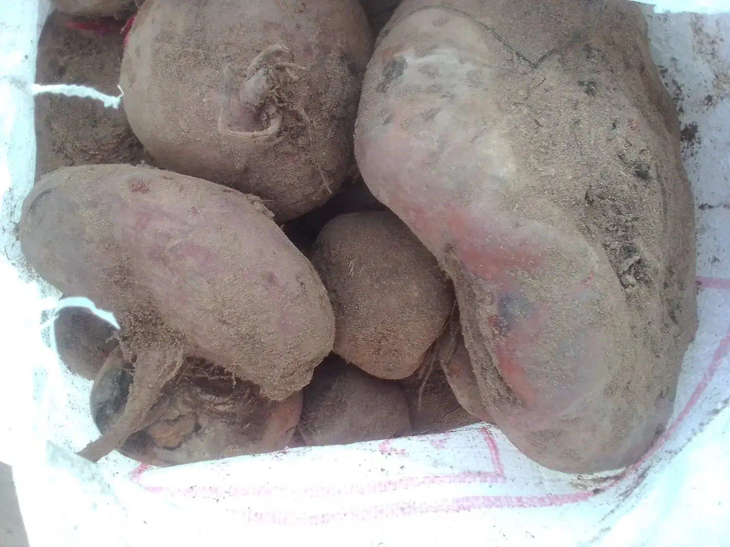 چقندر|عمده‌فروشی|صوفیان, |دیوار