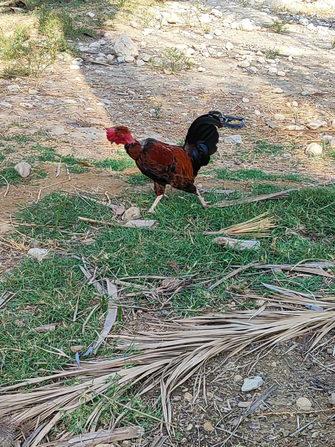 خروس گردن لیت|حیوانات مزرعه|برازجان, |دیوار