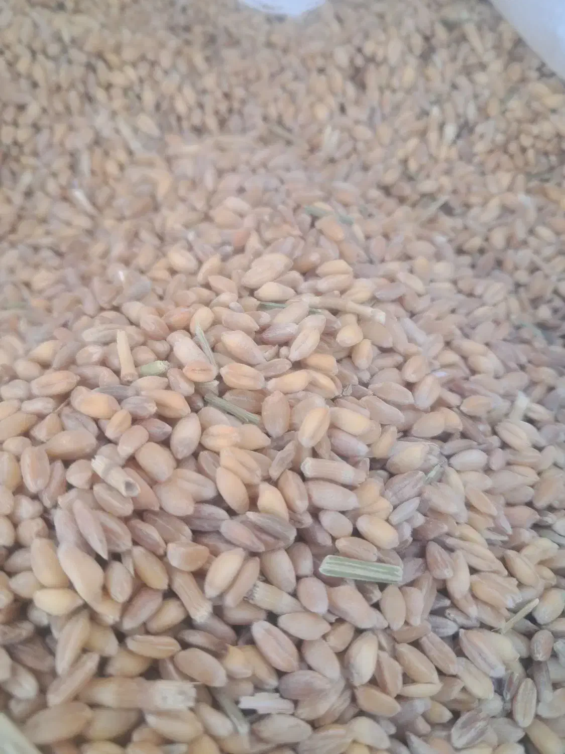 گندم|لوازم جانبی حیوانات|گلزار, |دیوار