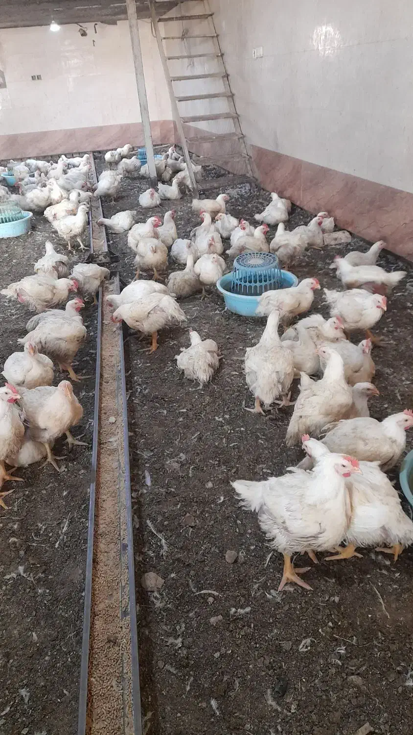 شاگرد مرغداری|استخدام صنعتی، فنی، مهندسی|زابل, |دیوار