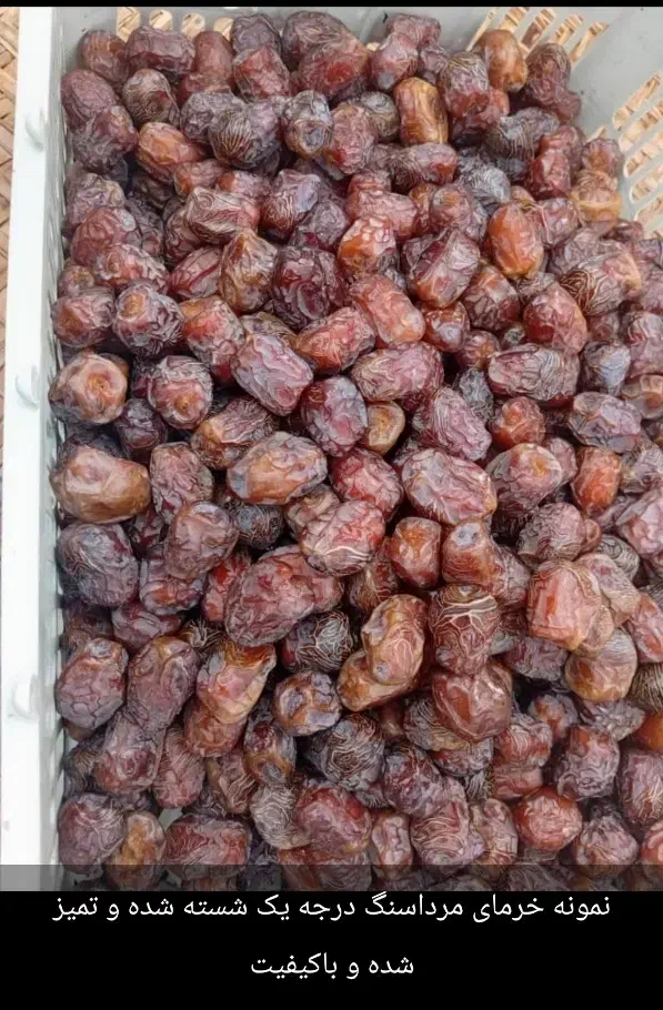 خرما مرداسنگ|خوردنی و آشامیدنی|منوجان, |دیوار