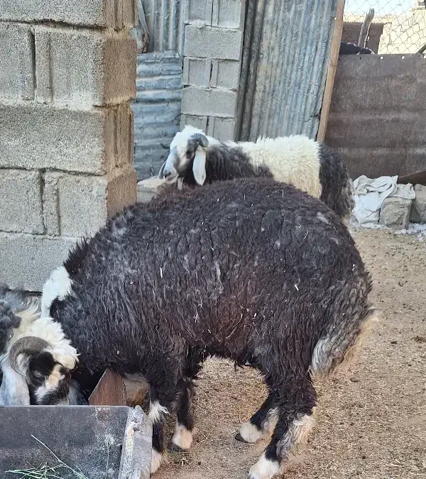 فروش بره نر چاق|حیوانات مزرعه|بندر ماهشهر, |دیوار