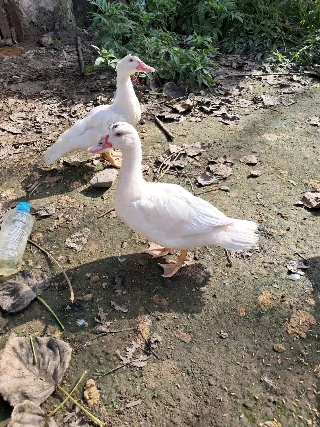 اردک اسراییلی سفید|حیوانات مزرعه|کوچصفهان, |دیوار