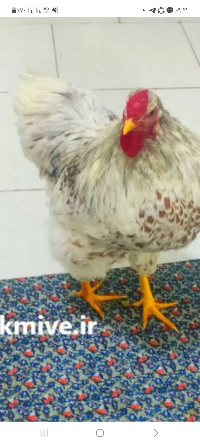 خروس گمشده|حیوانات مزرعه|کرمانشاه, |دیوار