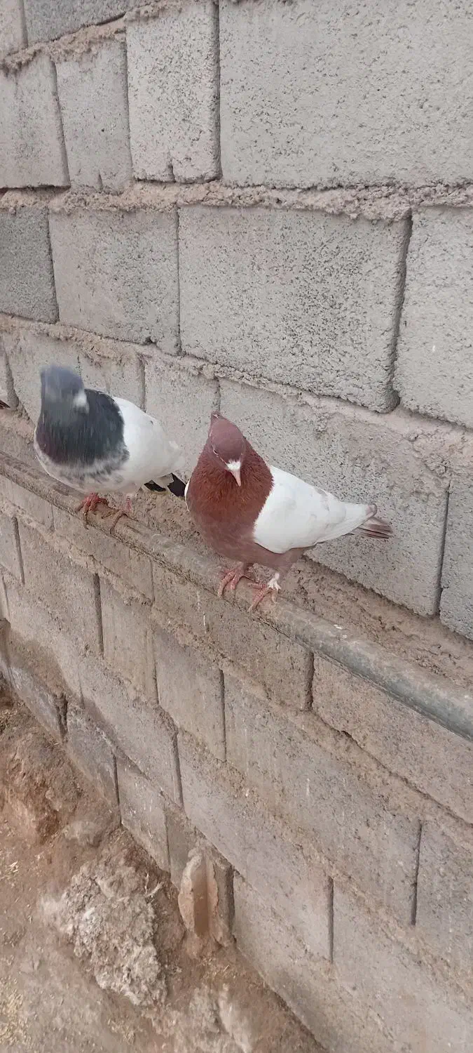 کبوترهوایی|پرنده|تبریز, |دیوار