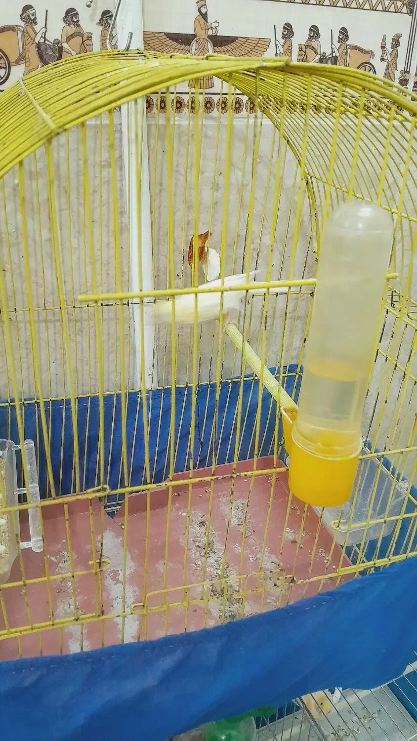 قناری ماده|پرنده|بروجرد, |دیوار