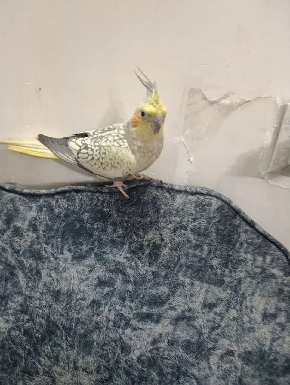 اروس هلندی سینامو مرواریدی|پرنده|حمیدیا, |دیوار