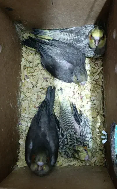 جوجه عروس هلندی یا جوجه عروس پاریس|پرنده|سوسنگرد, |دیوار