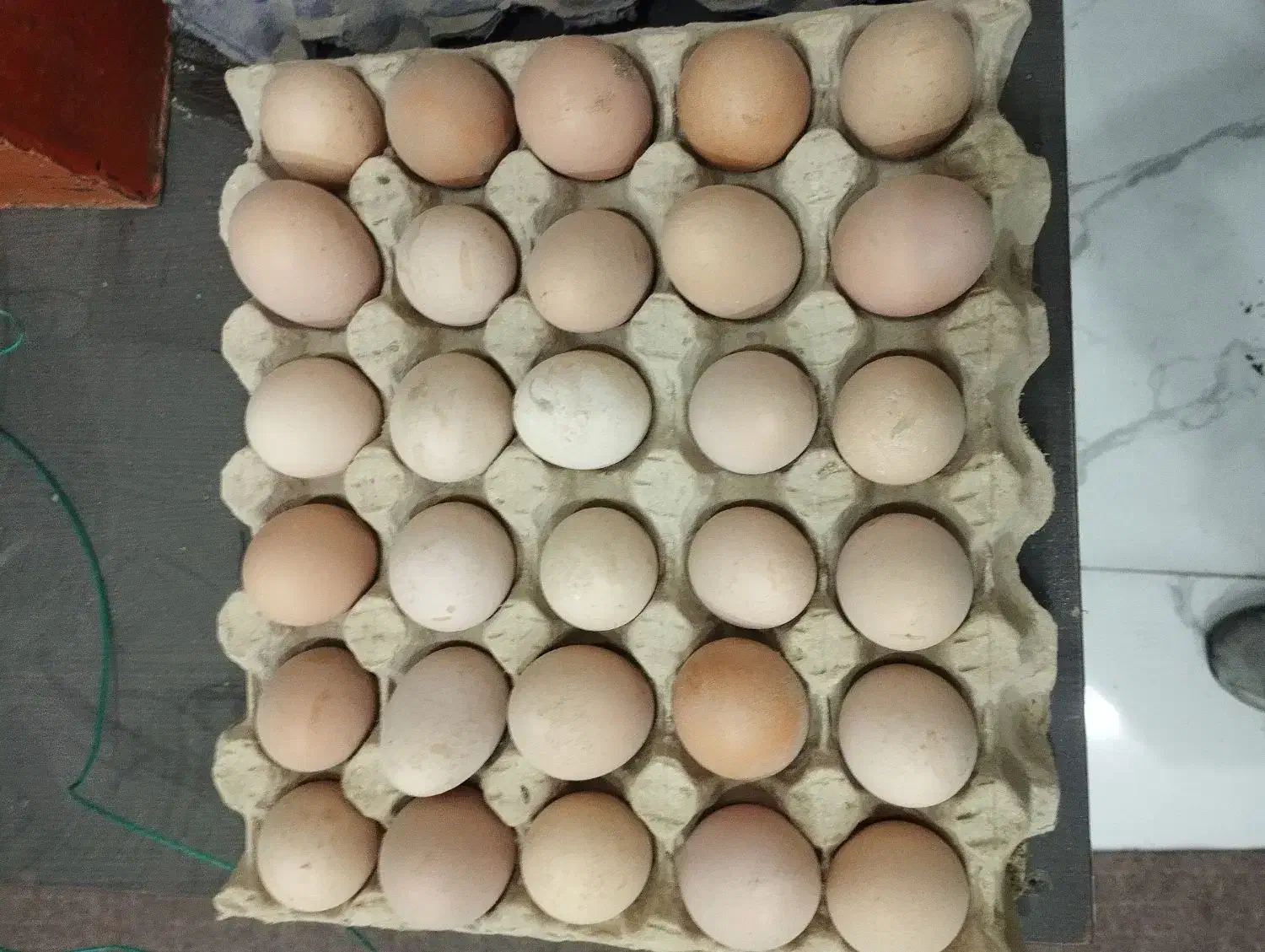 تخم مرغ محلی خوراکی ونطفدار|حیوانات مزرعه|مریوان, |دیوار