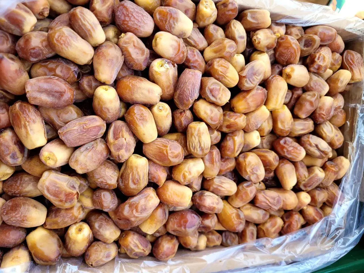 خرمازاهدی شیراز|خدمات باغبانی و درختکاری|زاهدان, |دیوار