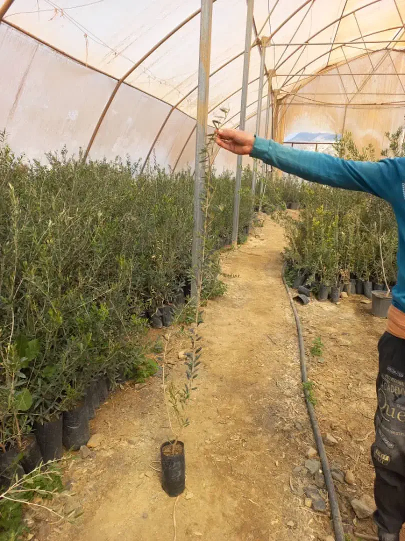 فروش نهال زیتون فیشوم|خدمات باغبانی و درختکاری|یاسوج, |دیوار