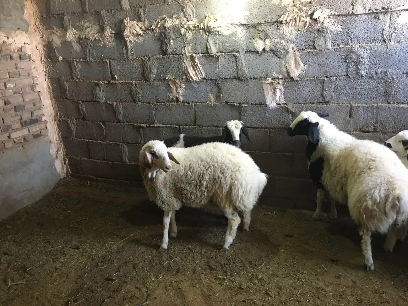 بره نر فروشی|حیوانات مزرعه|انار, |دیوار