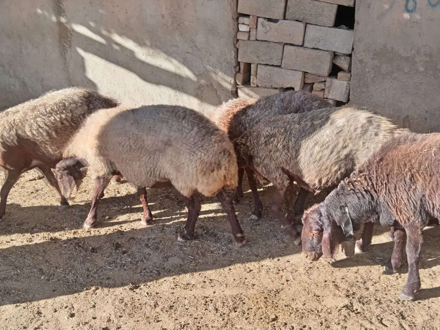 میش|حیوانات مزرعه|سبزوار, قصبه شرقی|دیوار