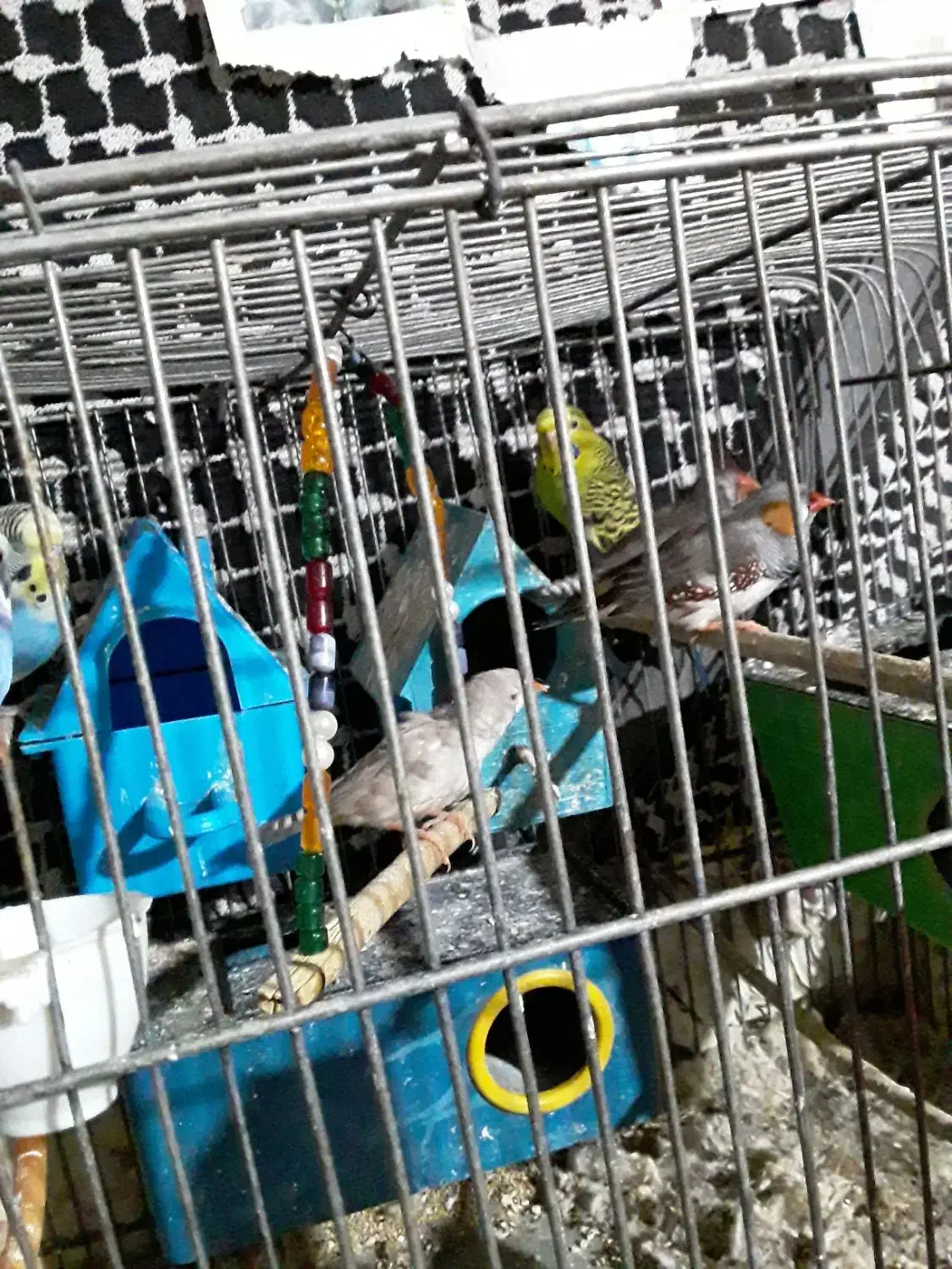 عروس فنج مرغ عشق کفتر نقشی پرشی ساتن غلاغع|پرنده|پیر بکران, |دیوار