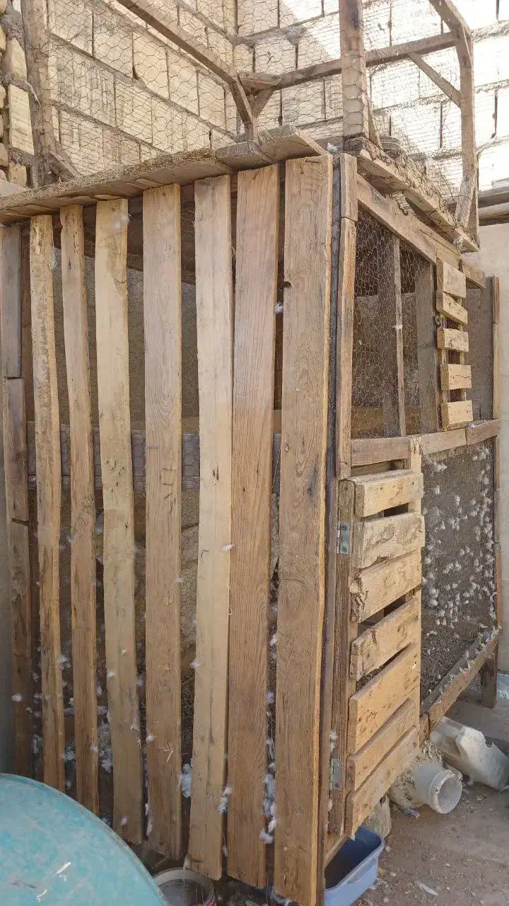 قفس|لوازم جانبی حیوانات|زارچ, |دیوار