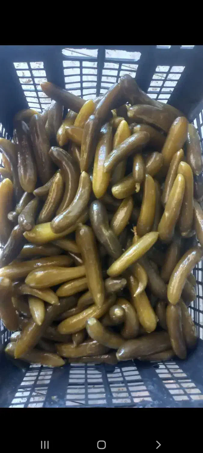 خیارشور|عمده‌فروشی|رزن, |دیوار