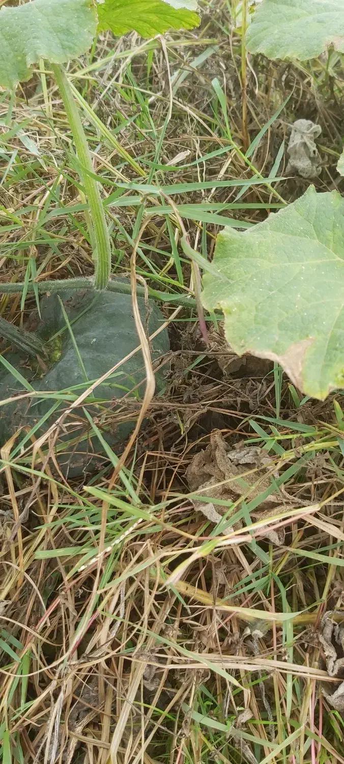 کدو خوراک دام|خوردنی و آشامیدنی|رشت, یخسازی|دیوار