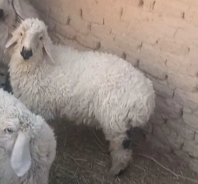 گوسفند نر|حیوانات مزرعه|خمک, |دیوار