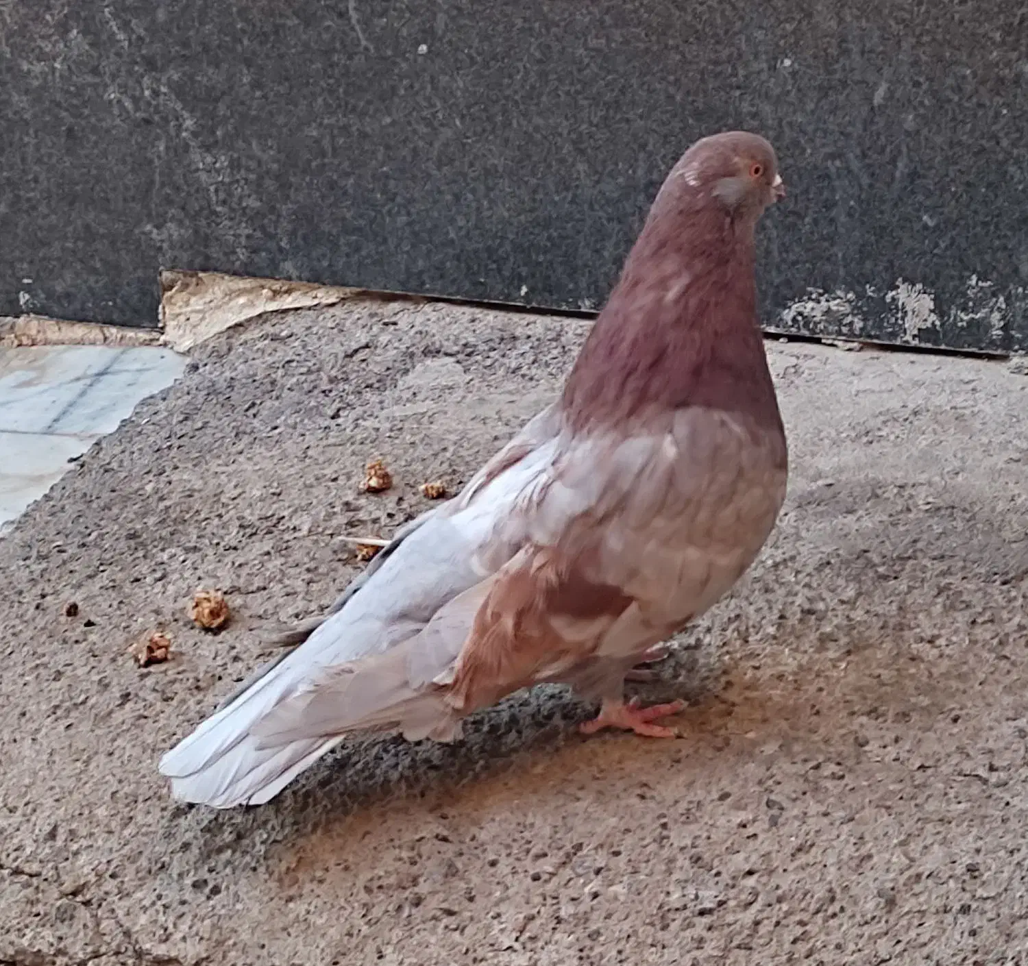 نوک ریز|پرنده|اردبیل, |دیوار