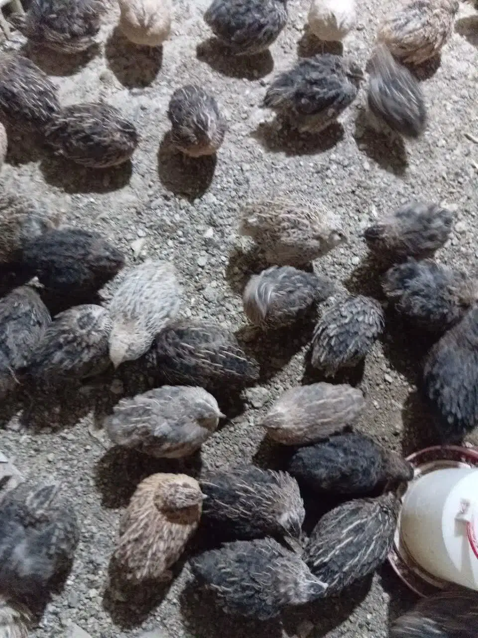 بلدرچین|حیوانات مزرعه|مشهد, کوشک مهدی|دیوار