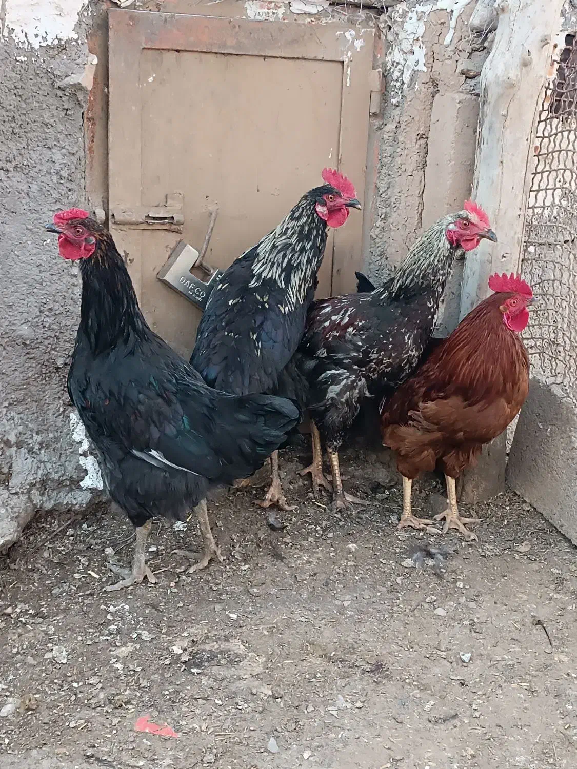 خروس محلی|حیوانات مزرعه|قیدار, |دیوار