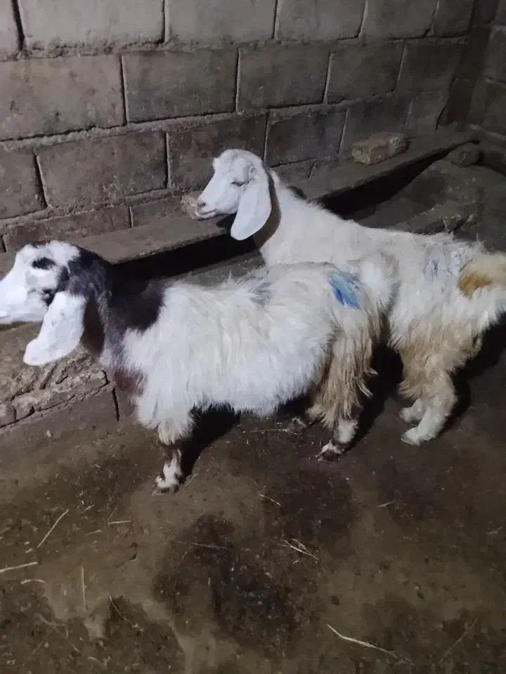 بزغاله چاق|حیوانات مزرعه|میانه, |دیوار