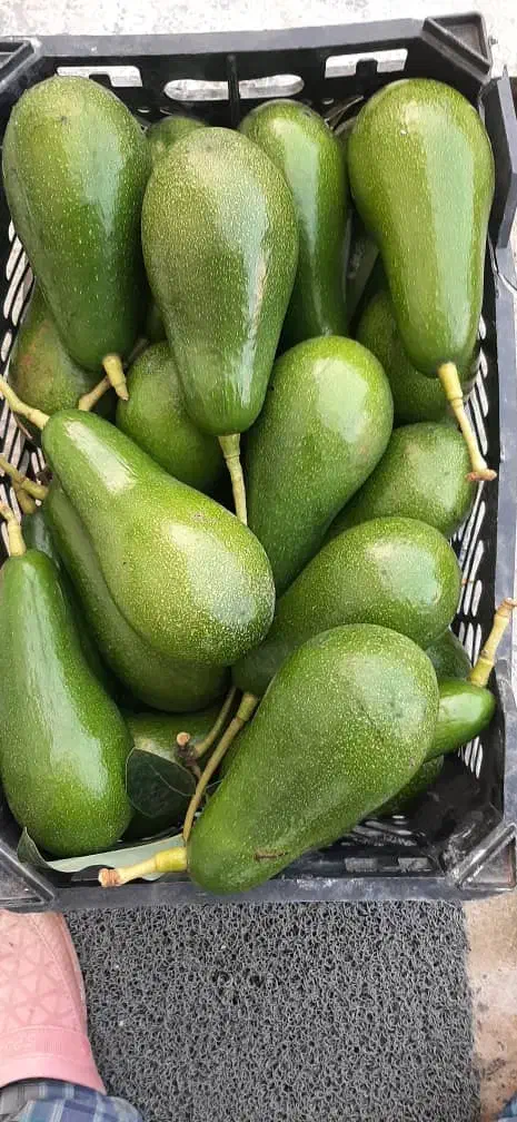 فروش نهال آووکادو|خدمات باغبانی و درختکاری|رامسر, |دیوار