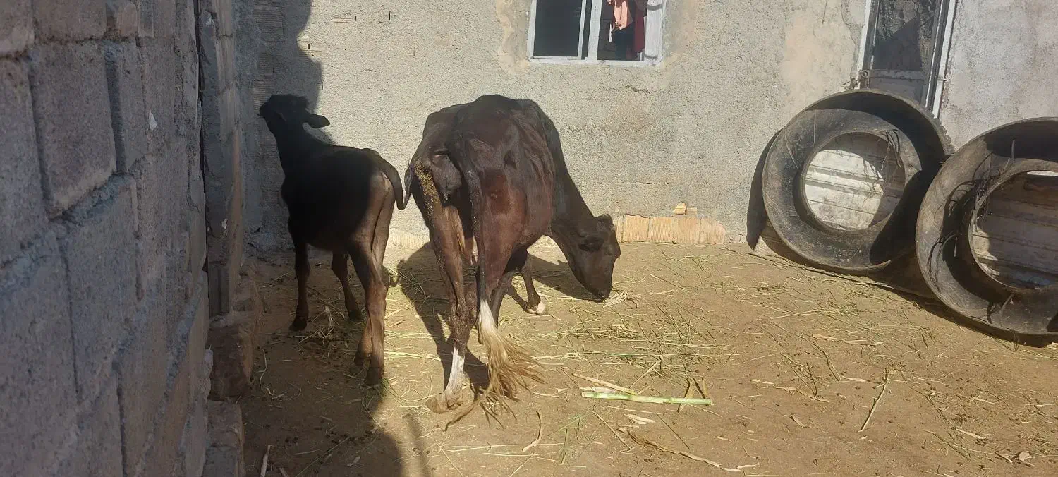 گاو وگوساله نر|حیوانات مزرعه|کرمانشاه, |دیوار