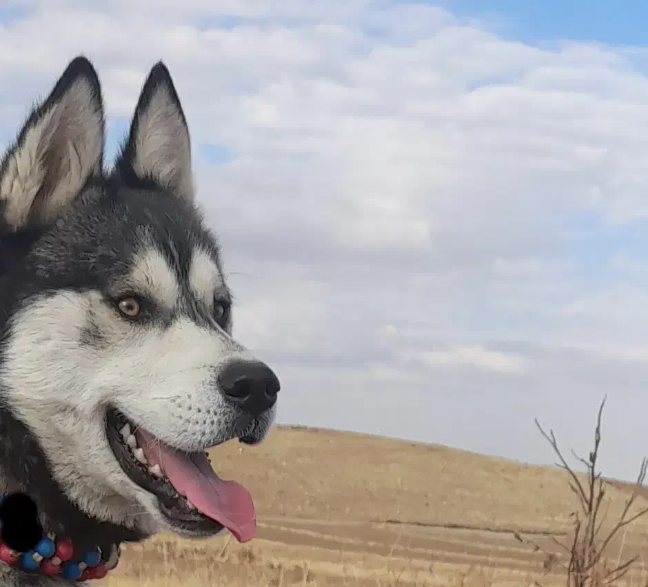 سگ هاسکی|سگ|بهار, |دیوار