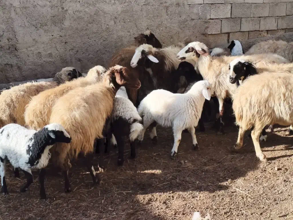 میش بره|حیوانات مزرعه|عسگران, |دیوار