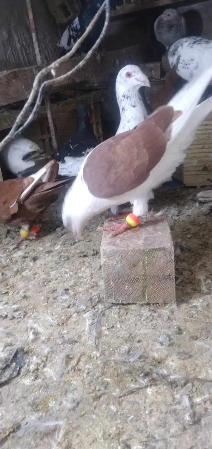 قیمت ۲۰۰۰۰۰|حیوانات|آبادان, |دیوار