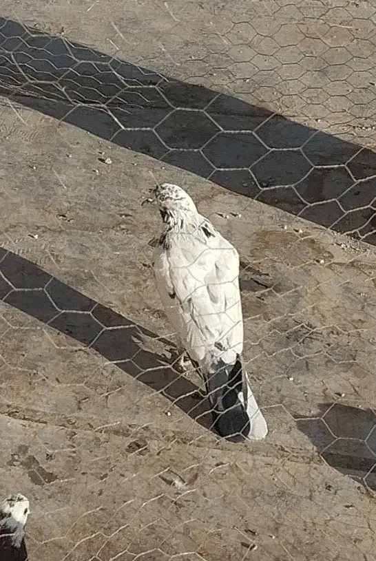 یه کفتر سوسگی|پرنده|رباطکریم, دهحسن|دیوار