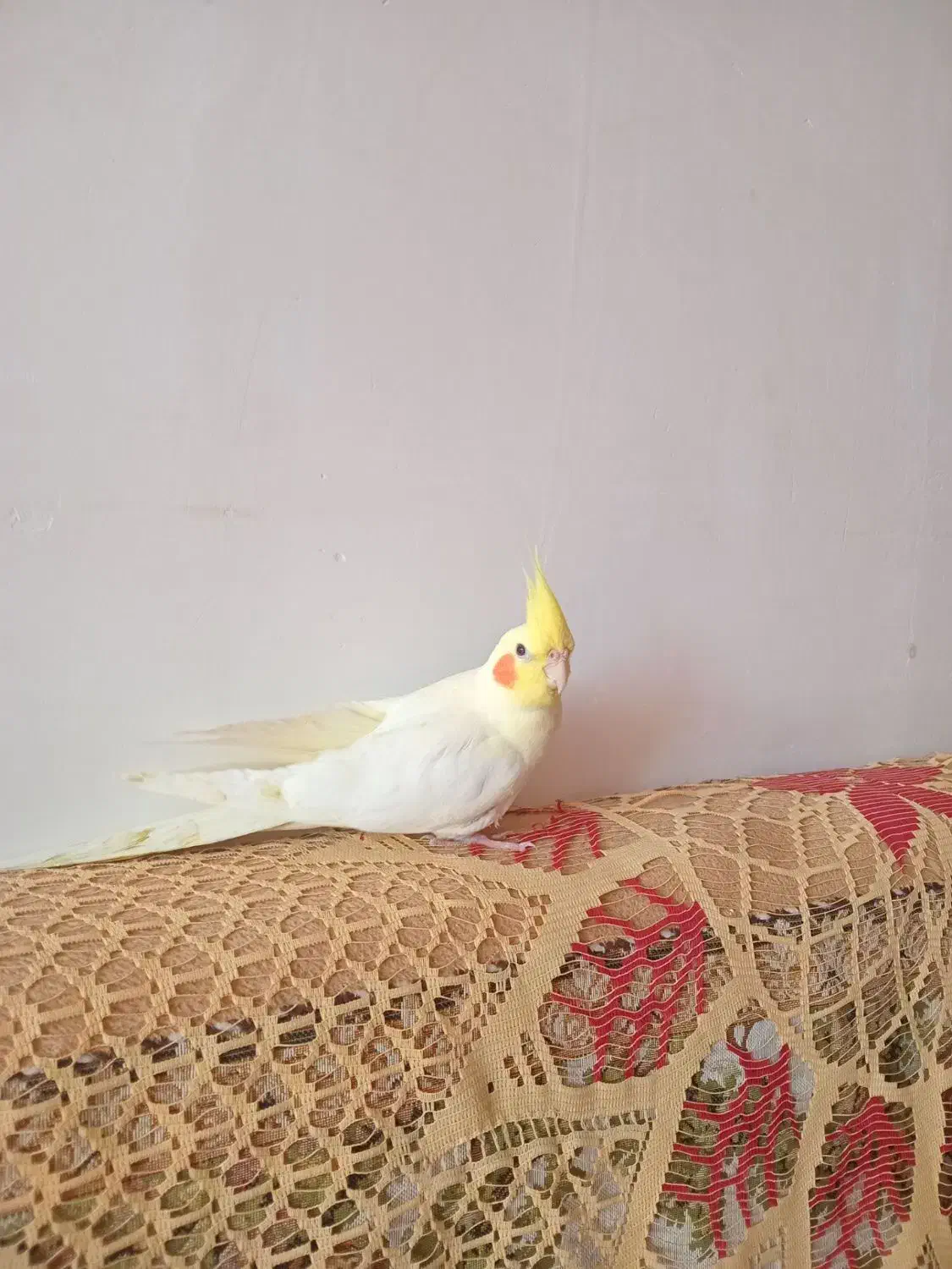 عروس هلندی لیمویی|پرنده|مرند, |دیوار